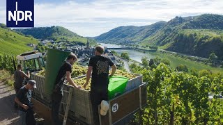 Weinanbau Alltag einer jungen WinzerFamilie  7 Tage  NDR Doku [upl. by Hufnagel662]