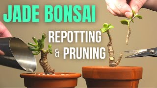 Jade plant Bonsai repotting and pruning [upl. by Angelica]