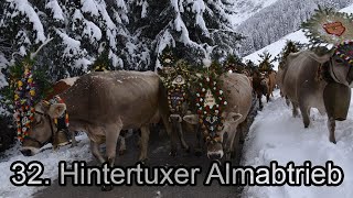 32 Hintertuxer Almabtrieb [upl. by Nemlaz]