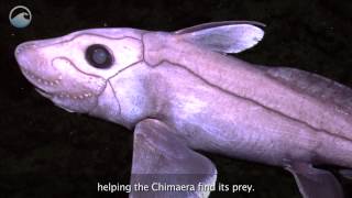 Creatures of the Deep Chimaera [upl. by Divd]