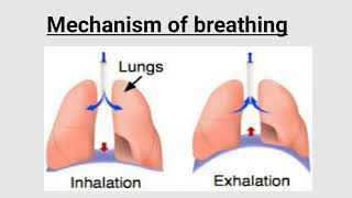 Mechanism of Breathing  Inhalation  Exhalation  Ventilation [upl. by Eiveneg]