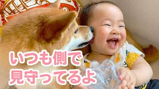 初めて出会った赤ちゃんにビックリしていた柴犬が子どもの成長を見守る優しいお姉さん犬に成長したおはなし [upl. by Hamon]