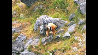 Bearded Vulture Cracking Bone for Marrow [upl. by Asirral]