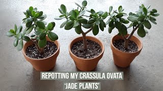 Separating amp repotting my Crassula Ovata Jade plants [upl. by Illoh]