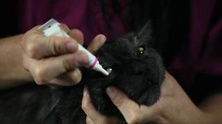 How to apply ointment to your pets eyes Vétoquinol Canada [upl. by Amak916]