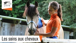 Les soins aux chevaux [upl. by Eetnahc]