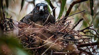 A bird’s eye view on magpie attacks [upl. by Lyrak]