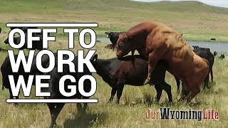 Putting Bulls In With The Cows on the Ranch [upl. by Ylrebmic]