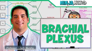 Neurology  Brachial Plexus [upl. by Iznik]