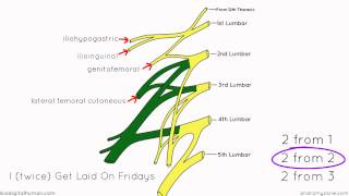 Lumbar Plexus  Structure and Branches  Anatomy Tutorial [upl. by Anrahc]