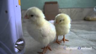 Cute Baby Chicks Playing  Cuteness Overload [upl. by Iorgo804]