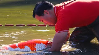 THE RISE OF THE JAPANESE KOI  HD DOCUMENTARY [upl. by Neerbas]