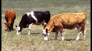 Organic Livestock Feed Requirements [upl. by Nylleoj]