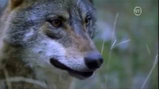 Les loups des montagnes DOC FRENCH [upl. by Dlanigger302]