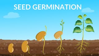 Seed Germination  How Does A Seed Become A Plant [upl. by Akirdnuhs]