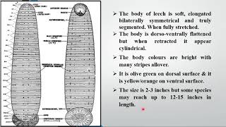 Lecture 15 External features and structure of Hirudinaria granulosa Cattle Leech [upl. by Warfeld671]