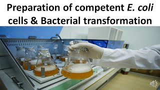 Preparation of competent E coli cells amp Bacterial transformation [upl. by Samala75]