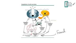 Peptic Ulcer Disease [upl. by Wilfreda]