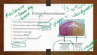 Enterobacteriaceae [upl. by Ytsirk230]