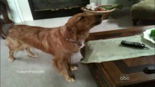 ☺Americas Funniest Home Videos Part 5  OrangeCabinet [upl. by Yasu]