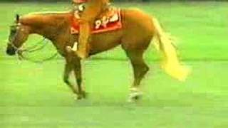 AQHA Western Pleasure Video [upl. by Waligore]