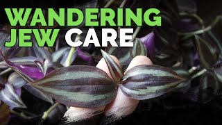 Wandering Jew Plant Care Growing Tradescantia Zebrina [upl. by Gonzalo]