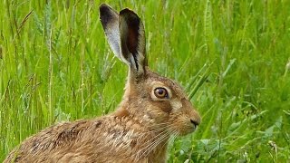 Close Encounter with a Brown Hare [upl. by Grieve419]