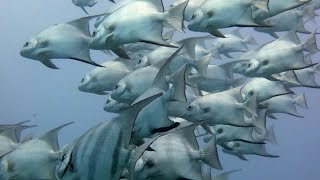 THE Aquarium bottom of the Ocean Africa in Hindi  ANIMAL Planet  WILD Life Hindi Documentary HD [upl. by Barvick]