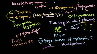 Streptococcus pathogenesis [upl. by Ahsatam44]