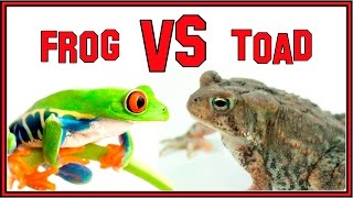 The Difference Between Frogs and Toads [upl. by Auoh]