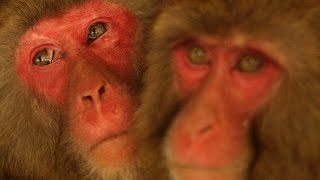 Macaques could mimic human speech [upl. by Ecnerret]