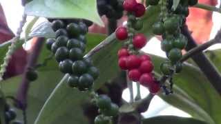 How to Grow Black Pepper Piper nigrum [upl. by Cannell214]