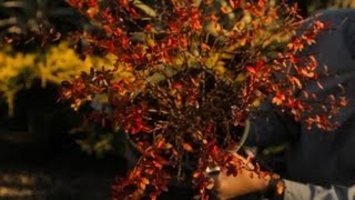 Barberry Bush Care  Professional Gardening Tips [upl. by Acisseg]