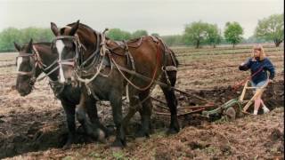 Legacy of the Percheron Horse in America [upl. by Caine]