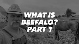 What is BEEFALO Part 1 [upl. by Ern]