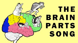 Parts of the Brain Song [upl. by Notnad]