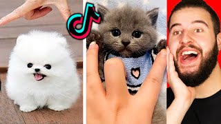 Los Animales Más Divertidos  Lo Mejor Del 2020 Videos divertidos De Animales En TikTok [upl. by Florella414]