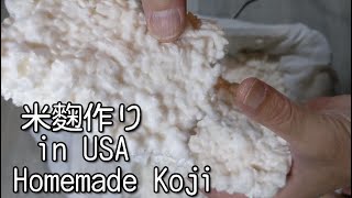 海外在住でも家庭で作れる麹の作り方【アメリカ生活】本当に美味しいお味噌や発酵食品を作るならまずはこれから始めよう❣ [upl. by Airetak]