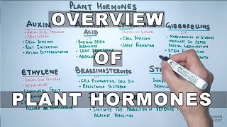 Plant Hormones  Types and Functions [upl. by Aekim217]