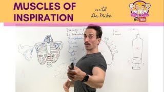 Muscles of Breathing  InspirationInhalation [upl. by Darice168]