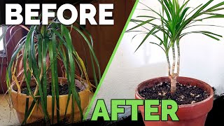 Houseplant Care Bring Your Houseplant Back to Life [upl. by Kauffmann]