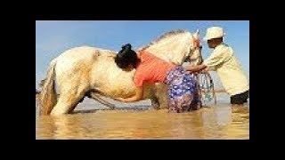 How training basic horse care for beginners  Learning about horse for beginners [upl. by Wendall40]