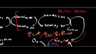 Biochemistry  Cytochrome c Oxidase Complex IV [upl. by Giess]