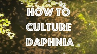 How To Culture Daphnia Magna [upl. by Sonnnie1]