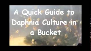 How to culture daphnia outside [upl. by Laurianne269]