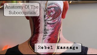 Anatomy of the Suboccipitals [upl. by Aiotal]