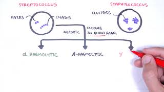 Microbiology  Streptococcus species [upl. by Nafis]