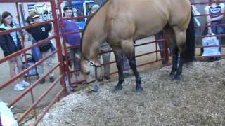 Buckskin Quarter Horse [upl. by Yeruoc]