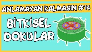 Anlamayan Kalmasın 14 Bitkisel Dokular [upl. by Thora]