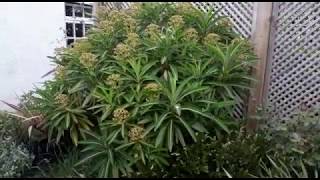 Euphorbia mellifera [upl. by Iruyas407]